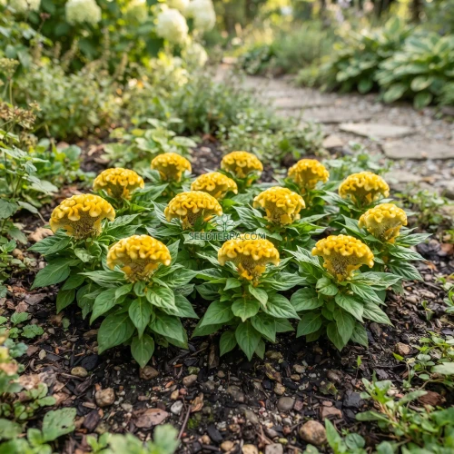 Cockscomb Yellow Dwarf Seeds - Celosia Cristata Nana Jessica