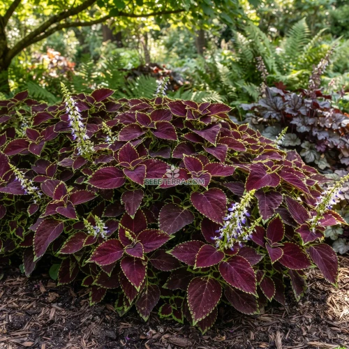 Coleus Chocolate Mint Seeds - Solenostemon Scutellarioides