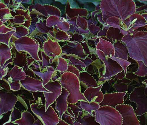 Coleus Chocolate Mint Seeds - Solenostemon Scutellarioides