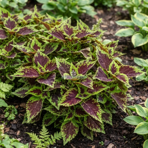Coleus Chocolate Splash Seeds - Solenostemon Scutellarioides