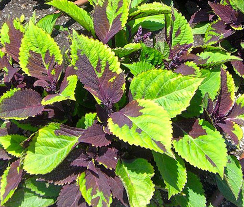 Coleus Chocolate Splash Seeds - Solenostemon Scutellarioides