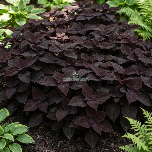 Coleus Dark Chocolate Seeds - Solenostemon Scutellarioides
