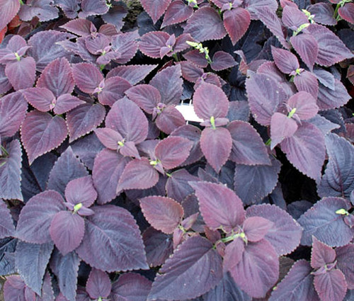 Coleus Dark Chocolate Seeds - Solenostemon Scutellarioides