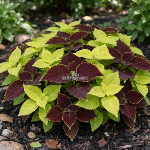 Coleus Fuseables Chocolate Symphony Seeds - Solenostemon Scutellarioides