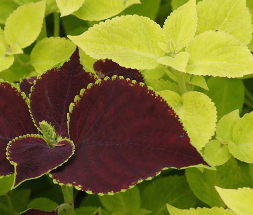 Coleus Fuseables Chocolate Symphony Seeds - Solenostemon Scutellarioides