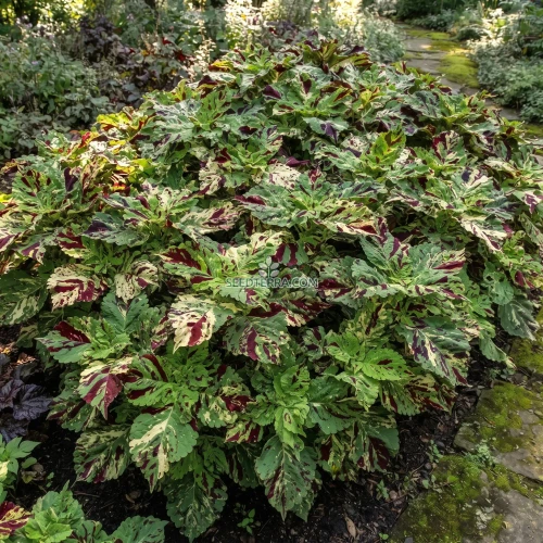 Coleus Kong Mosaic Seeds - Solenostemon Scutellarioides