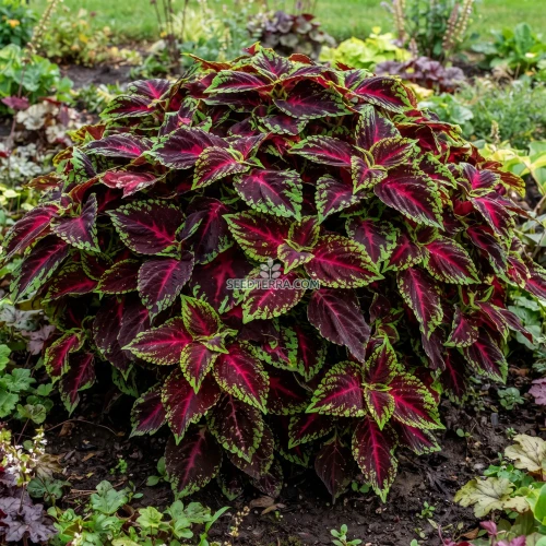 Coleus Kong Red Seeds - Solenostemon Scutellarioides