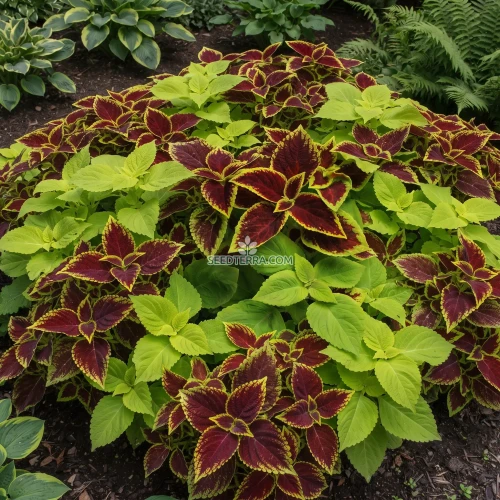 Coleus Under The Sun Fuseables Seeds - Solenostemon Scutellarioides
