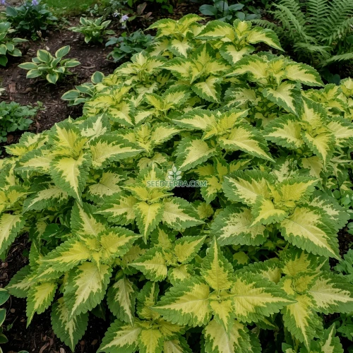 Coleus Versa Green Halo Seeds - Solenostemon Scutellarioides