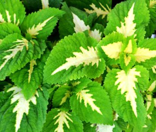 Coleus Versa Green Halo Seeds - Solenostemon Scutellarioides