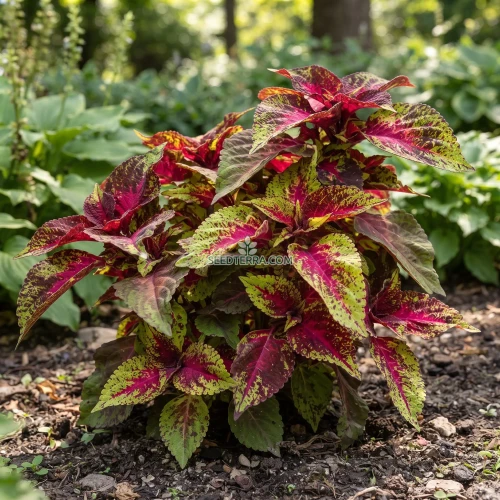 Coleus Versa Rose to Lime Seeds - Solenostemon Scutellarioides