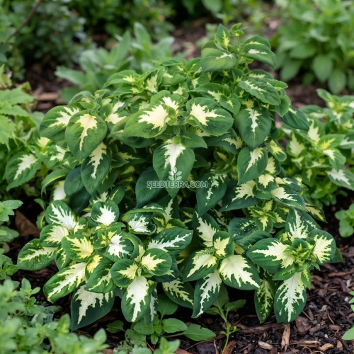 Coleus Wizard Jade Seeds - Solenostemon Scutellarioides