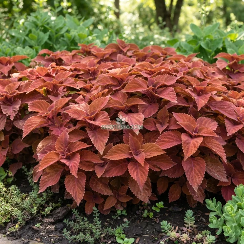 Coleus Wizard Sunset Seeds - Solenostemon Scutellarioides