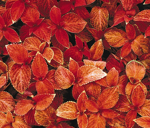 Coleus Wizard Sunset Seeds - Solenostemon Scutellarioides