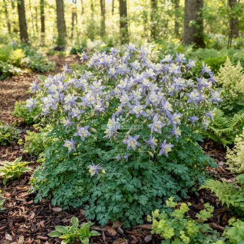 Columbine Blue Dream Seeds - Aquilegia Caerulea