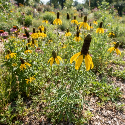 Coneflower Clasping Seeds - Rudbeckia Amplexicaulis