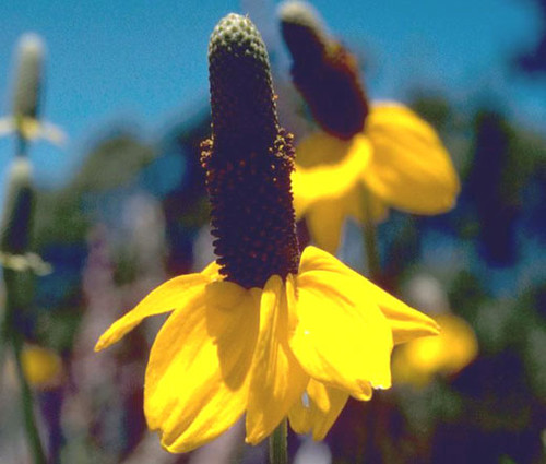 Coneflower Clasping Seeds - Rudbeckia Amplexicaulis