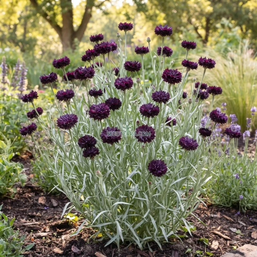 Cornflower Bachelor's Button Black Ball Seeds - Centaurea Cyanus