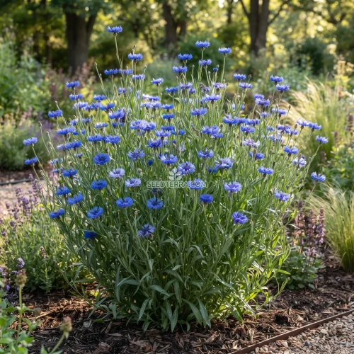 Cornflower Bachelor's Button Blue Tall Seeds - Centaurea Cyanus