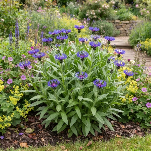Cornflower Perennial Mountain Bluet Seeds - Centaurea Montana