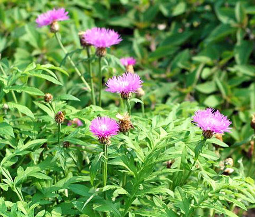 Cornflower Perennial Persian Seeds - Centaurea Dealbata 2