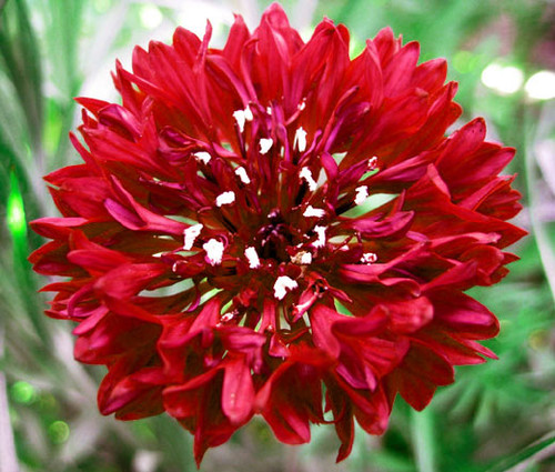 Cornflower Bachelor's Button Red Tall Seeds - Centaurea Cyanus