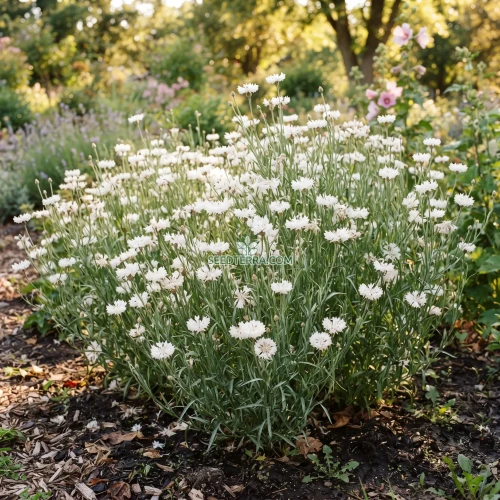 Cornflower Bachelor's Button White Tall Seeds - Centaurea Cyanus