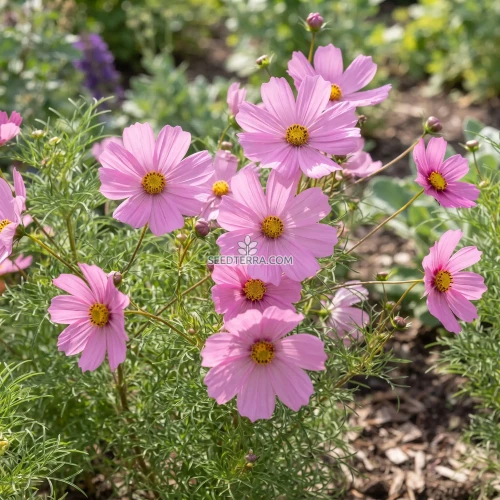 Cosmos Pinkie Seeds - Cosmos Bipinnatus