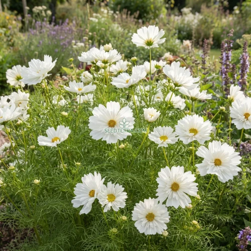 Cosmos Psyche White Seeds - Cosmos Bipinnatus
