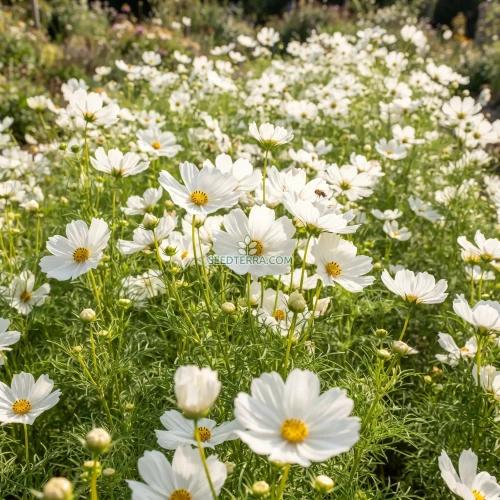 Cosmos Purity Seeds - Cosmos Bipinnatus