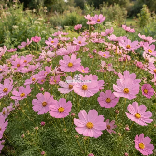 Cosmos Sonata Pink Dwarf Seeds - Cosmos Bipinnatus