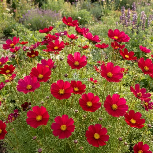 Cosmos Sonata Red Dwarf Seeds - Cosmos Bipinnatus