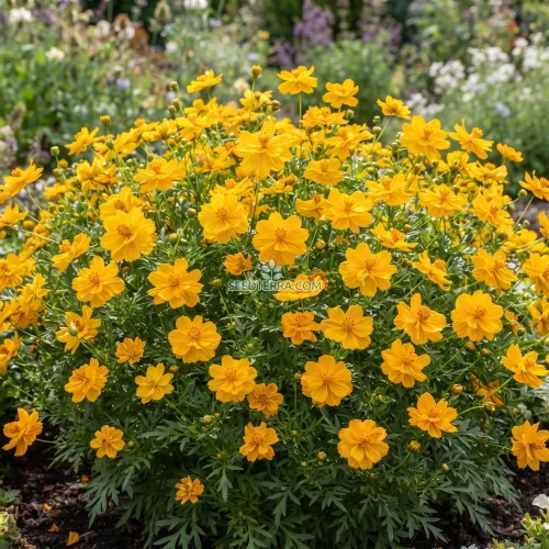 Cosmos Sulphur Ladybird Gold Dwarf Seeds - Cosmos Sulphureus