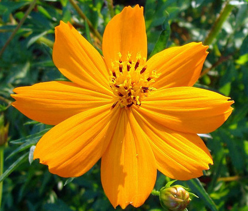 Cosmos Sulphur Ladybird Gold Dwarf Seeds - Cosmos Sulphureus