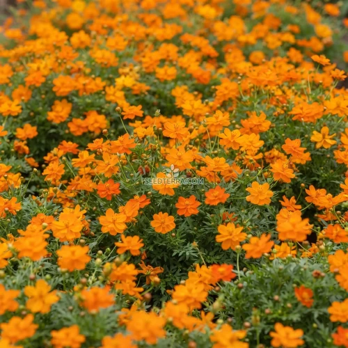 Cosmos Sulphur Ladybird Orange Dwarf Seeds - Cosmos Sulphureus