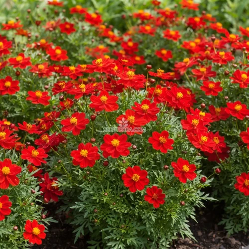 Cosmos Sulphur Ladybird Red Dwarf Seeds - Cosmos Sulphureus