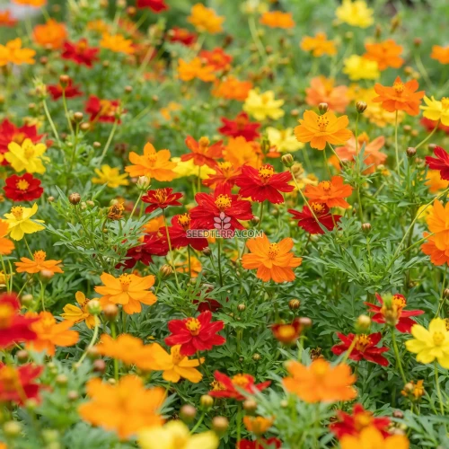 Cosmos Sulphur Mix Seeds - Cosmos Sulphureus