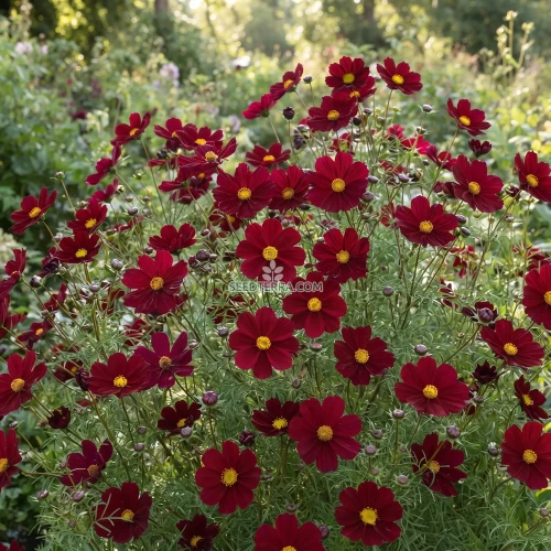 Cosmos Tetra Versailles Red Seeds - Cosmos Bipinnatus
