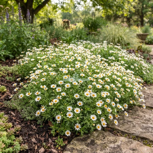 Creeping Daisy Seeds - Chrysanthemum Paludosum