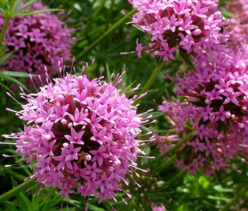 Crosswort Pretty Pink Seeds - Crucianella Phuopsis Stylosa