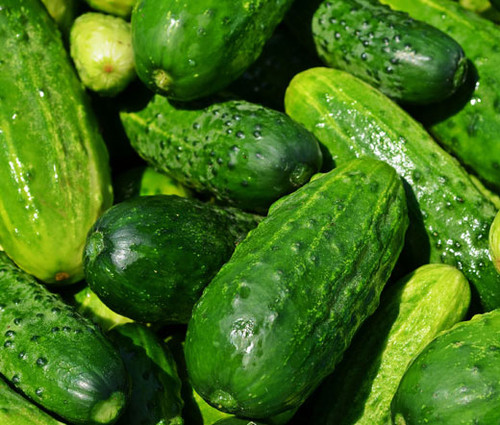 Cucumber National Pickling Organic Seeds - Cucumis Sativus