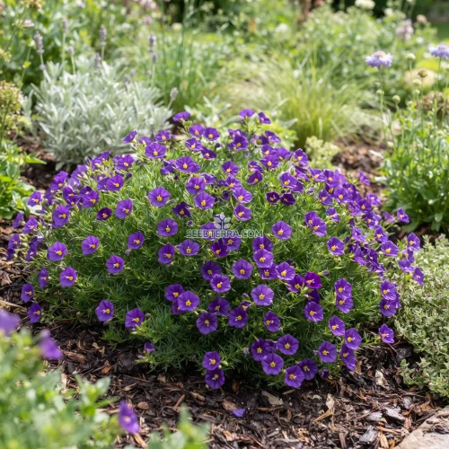 Cup Flower Purple Robe Seeds - Nierembergia Hippomanica