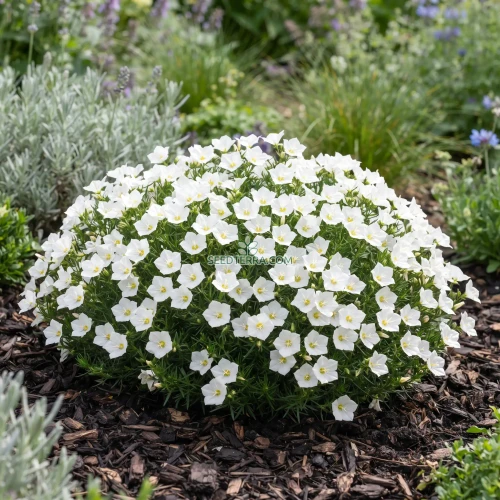 Cup Flower White Robe Seeds - Nierembergia Hippomanica