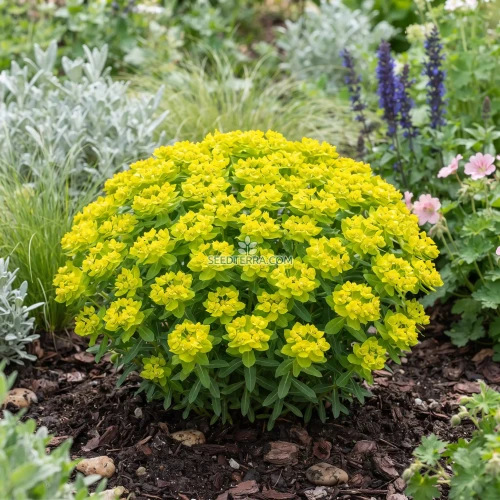 Cushion Spurge Seeds - Euphorbia Polychroma