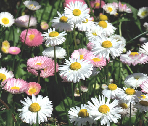 Daisy English Seeds - Bellis Perennis