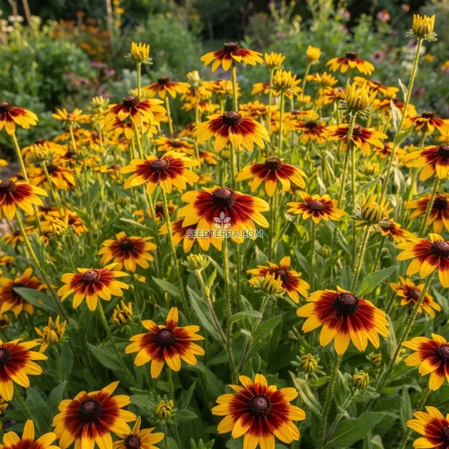 Daisy Gloriosa Sunset Seeds - Rudbeckia Hirta