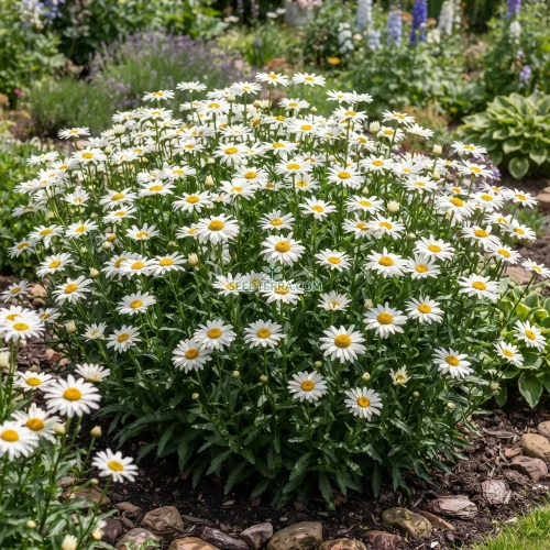 Daisy Shasta Seeds - Chrysanthemum Maximum