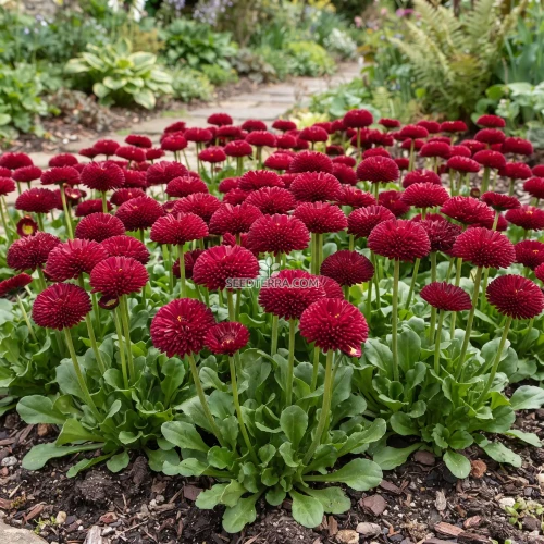 English Daisy Red Seeds - Bellis Perennis Super Enorma