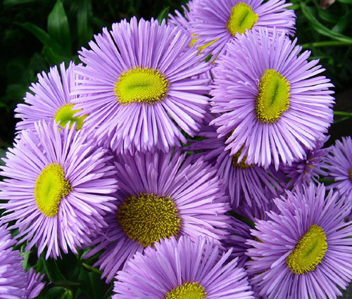 Erigeron Azure Fairy Seeds - Erigeron Speciosus