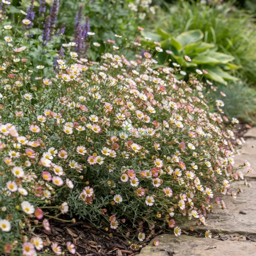 Erigeron Profusion Seeds - Erigeron Karvinskianus